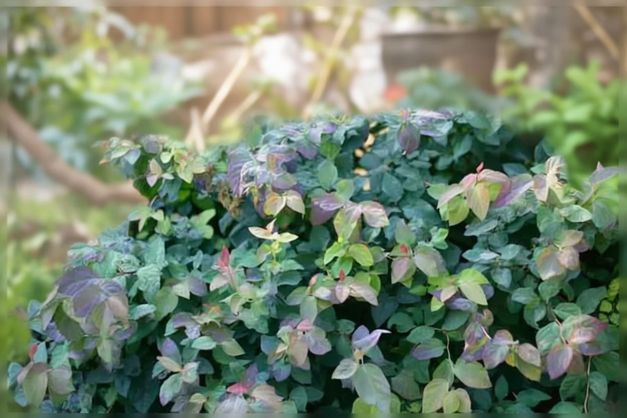 Спірея Дабл Плей Блу Казу