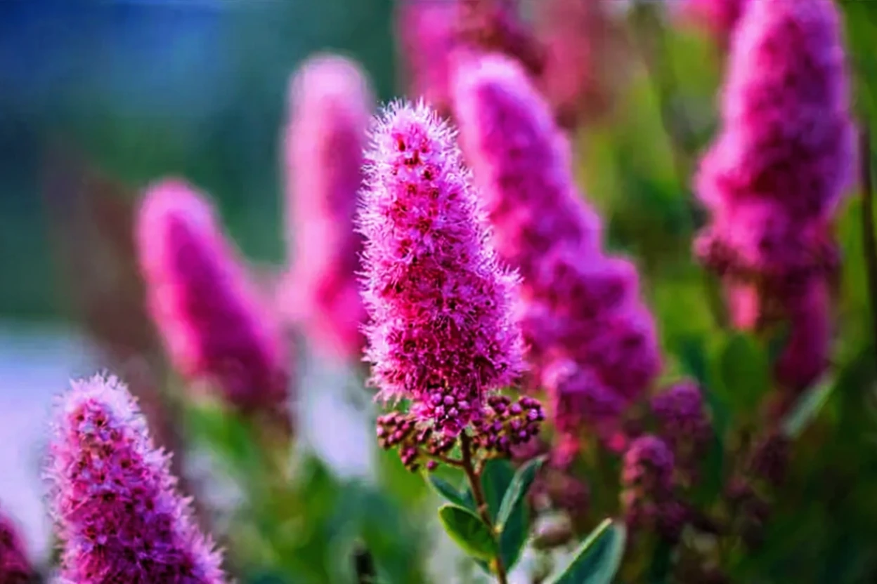 Спірея Дугласа