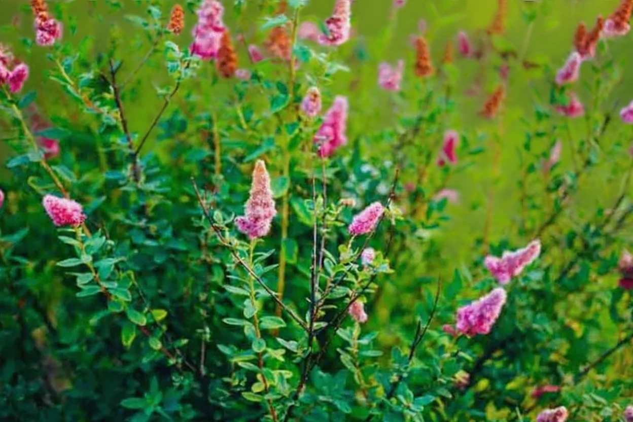 Спірея Дугласа