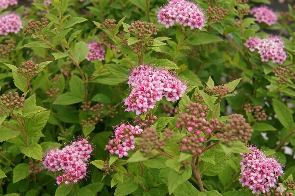 Спірея Літл Прінцес