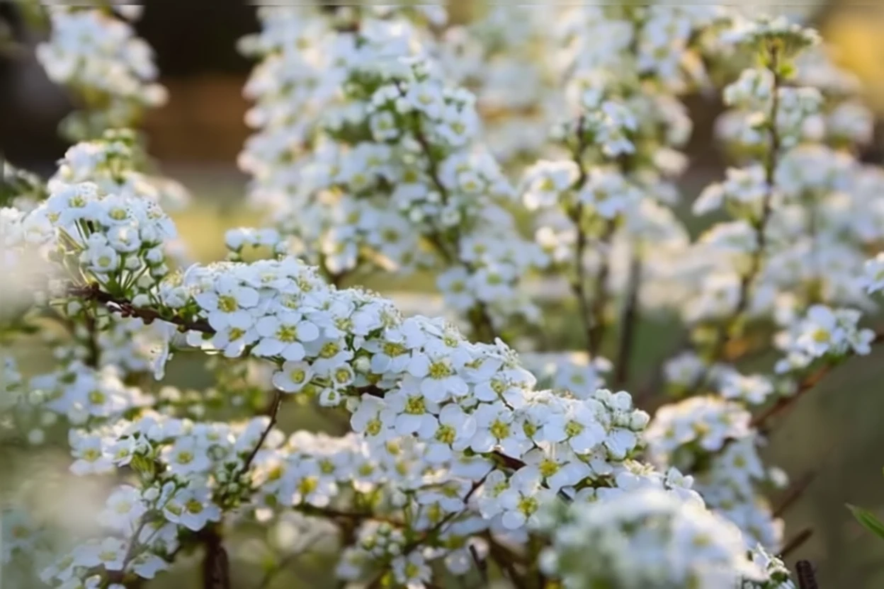 Спірея сіра Грефшейм