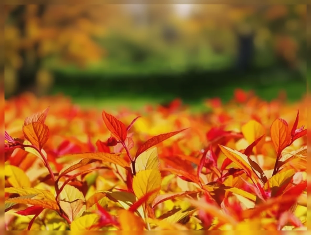 Спірея японська Голдфлейм