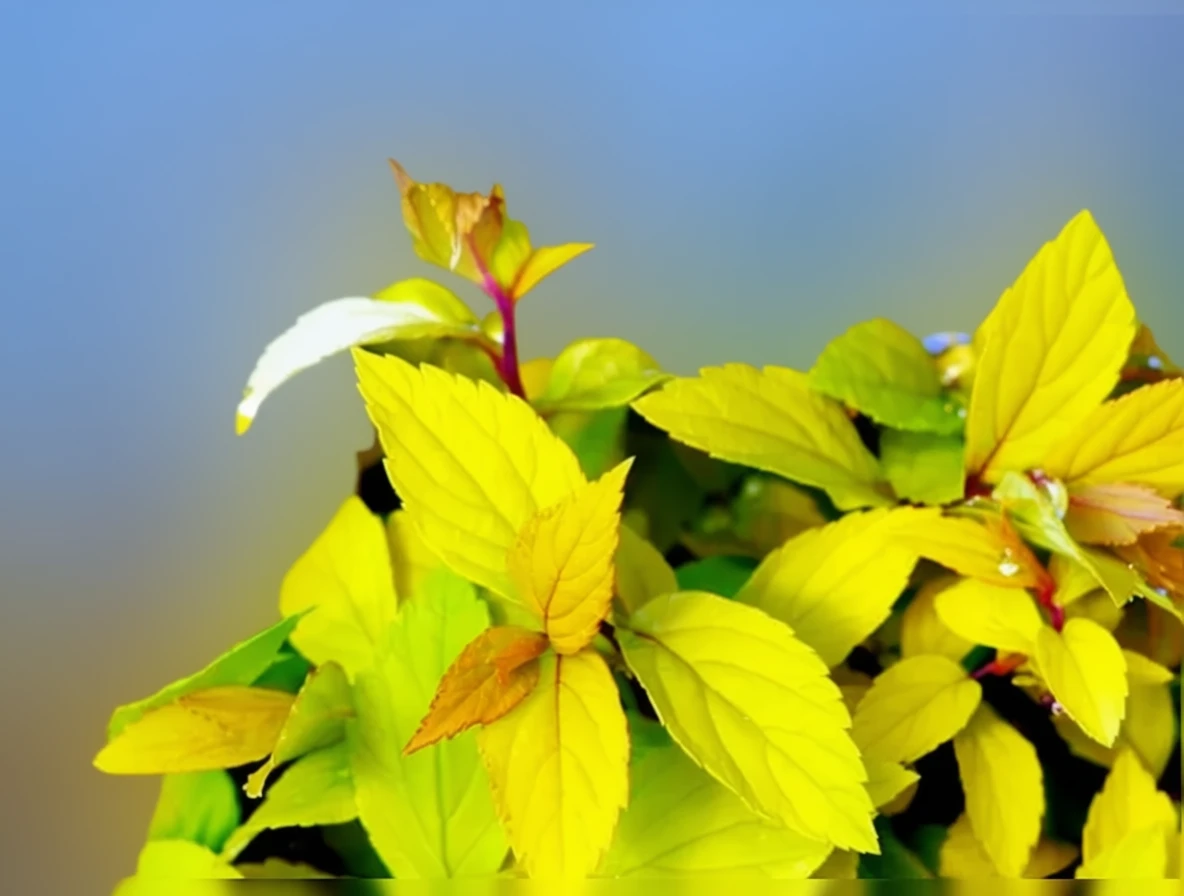 Спірея японська Голдмаунд