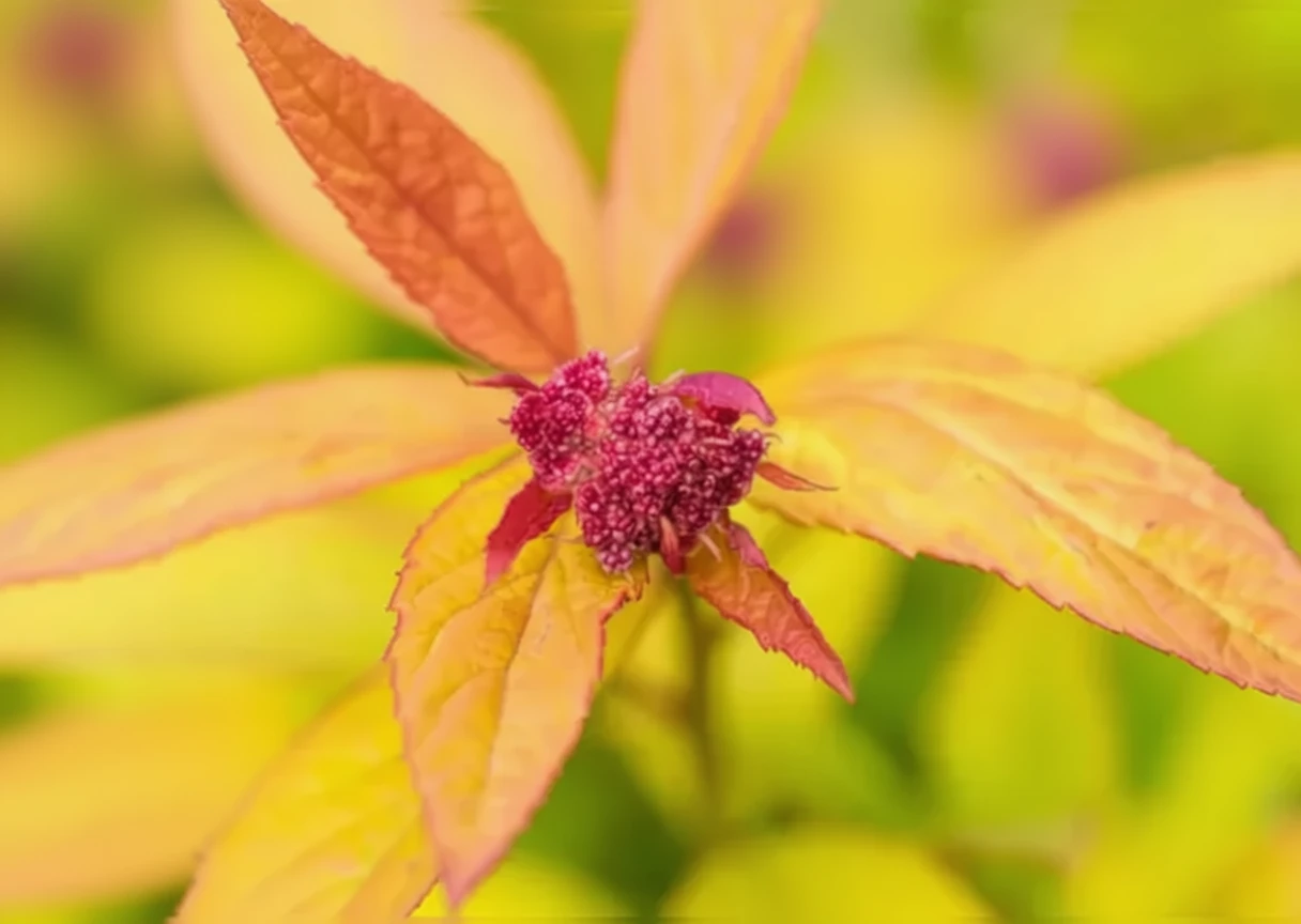 Спірея японська Меджік Карпет