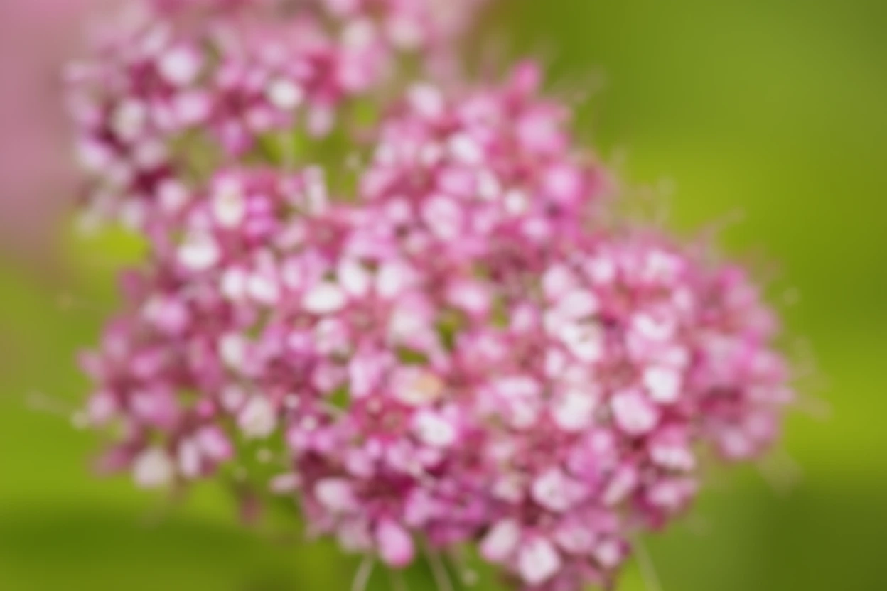 Спірея японська Меджік Карпет