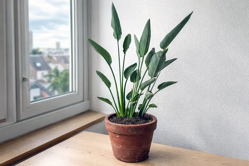 Стреліція королівська Манделас Голд