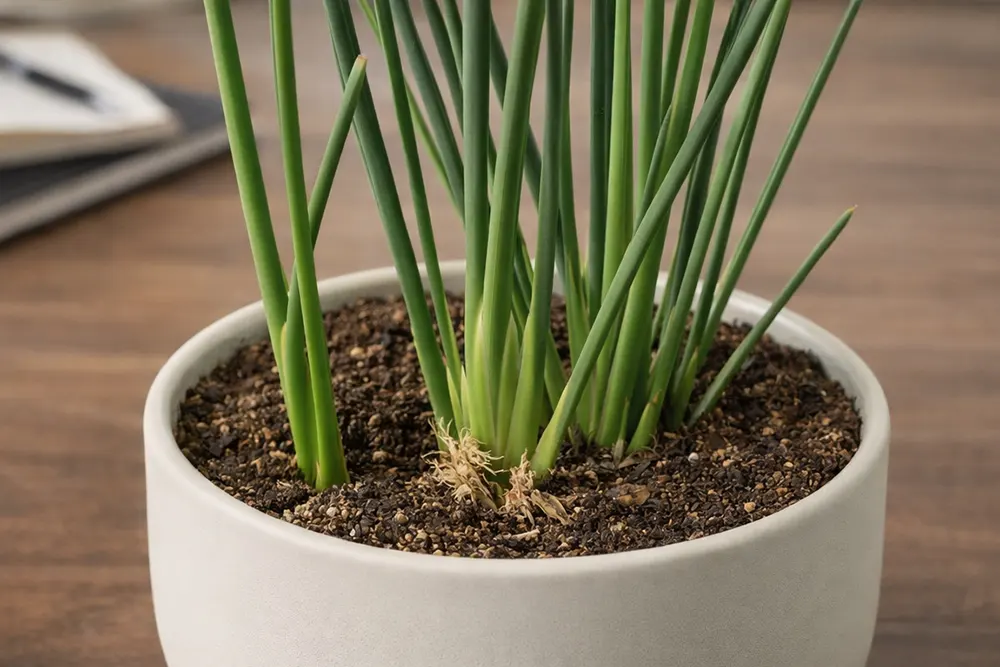 Стреліція юнцеа