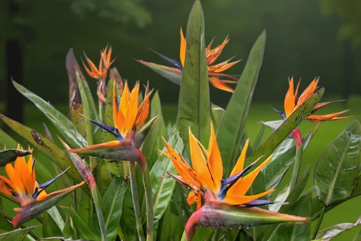 Стрелітція королівська / Strelitzia reginae