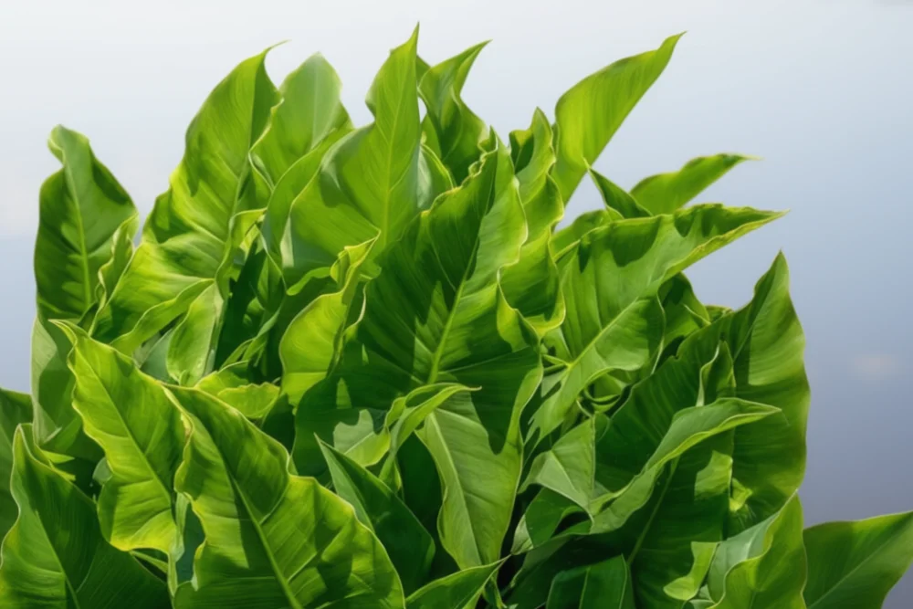 Стрілолист широколистий