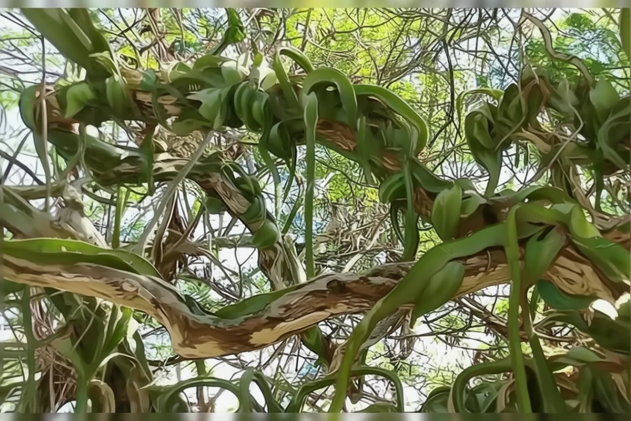 Строфокактус тестудо / Strophocactus testudo