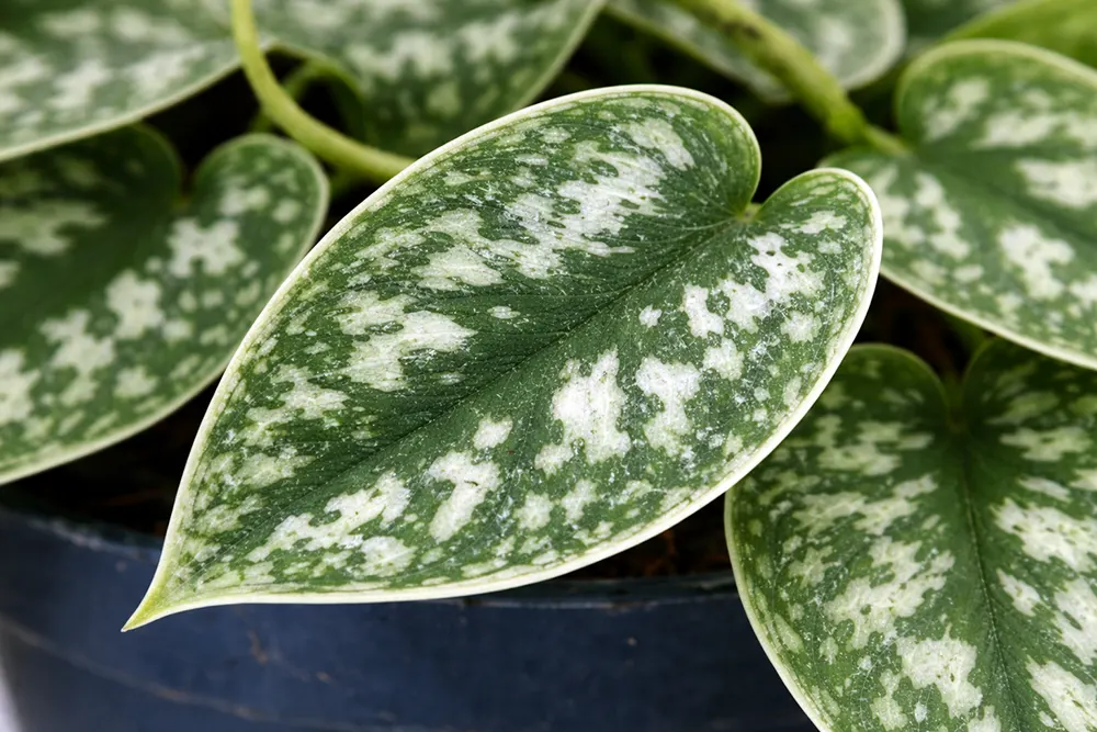 Сциндапсус розписний Аргиреус