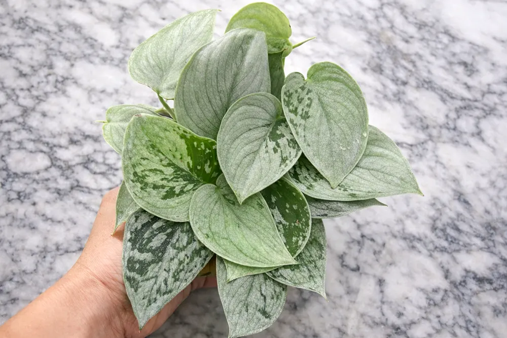 Сциндапсус Сільвер Ен