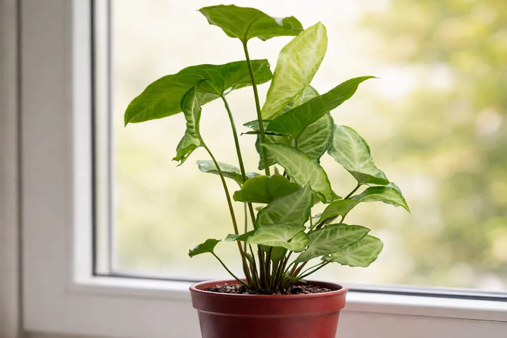 Сингоніум Батерфляй / Syngonium podophyllum Butterfly