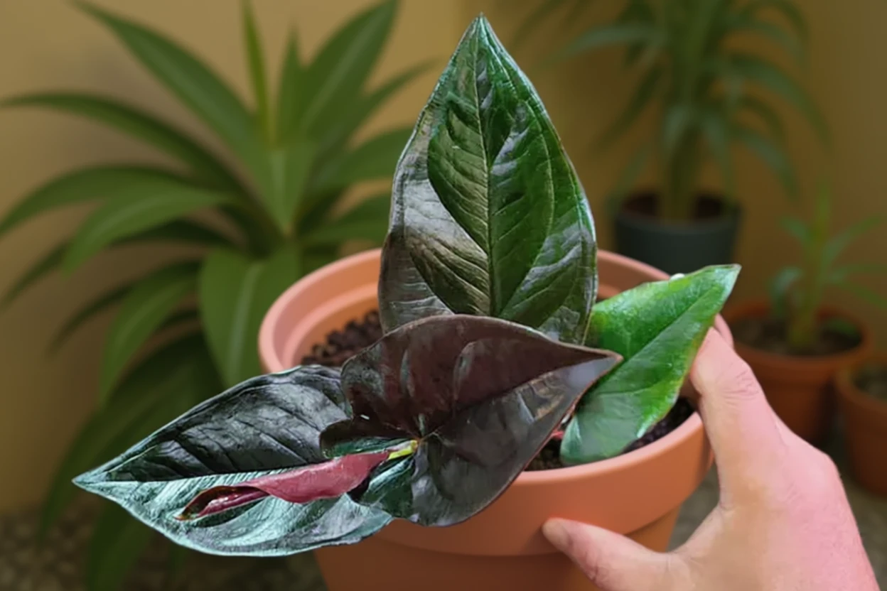 Сингоніум еритрофілум