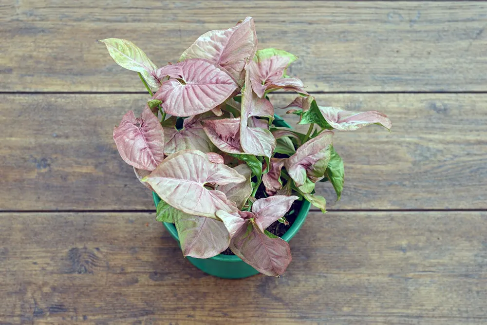 Сингоніум Неон Пінк