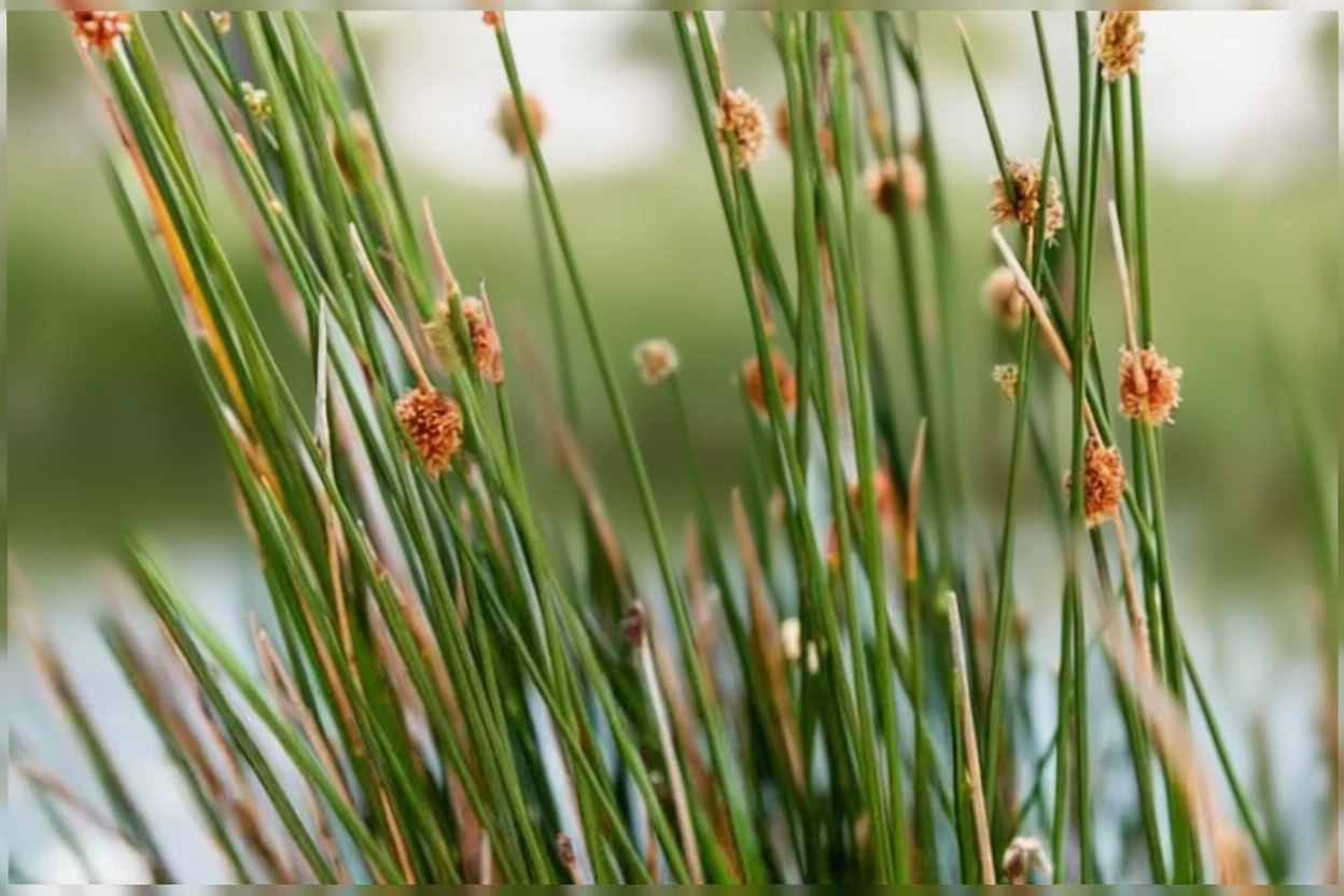 Ситник притиснутий / Juncus patens