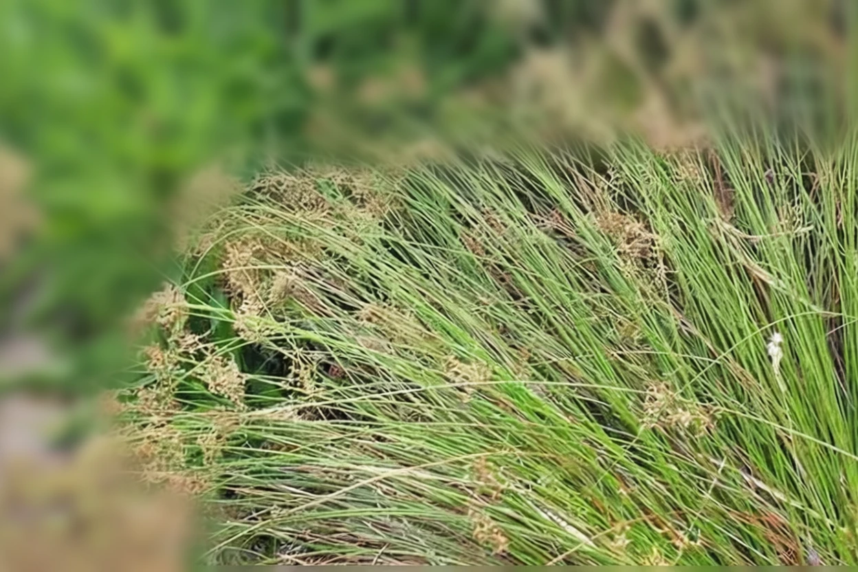 Ситник притиснутий