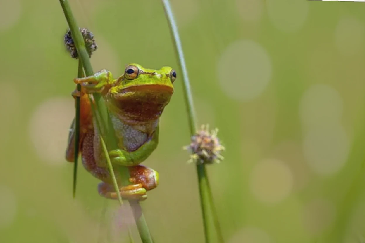 Ситник розлогий