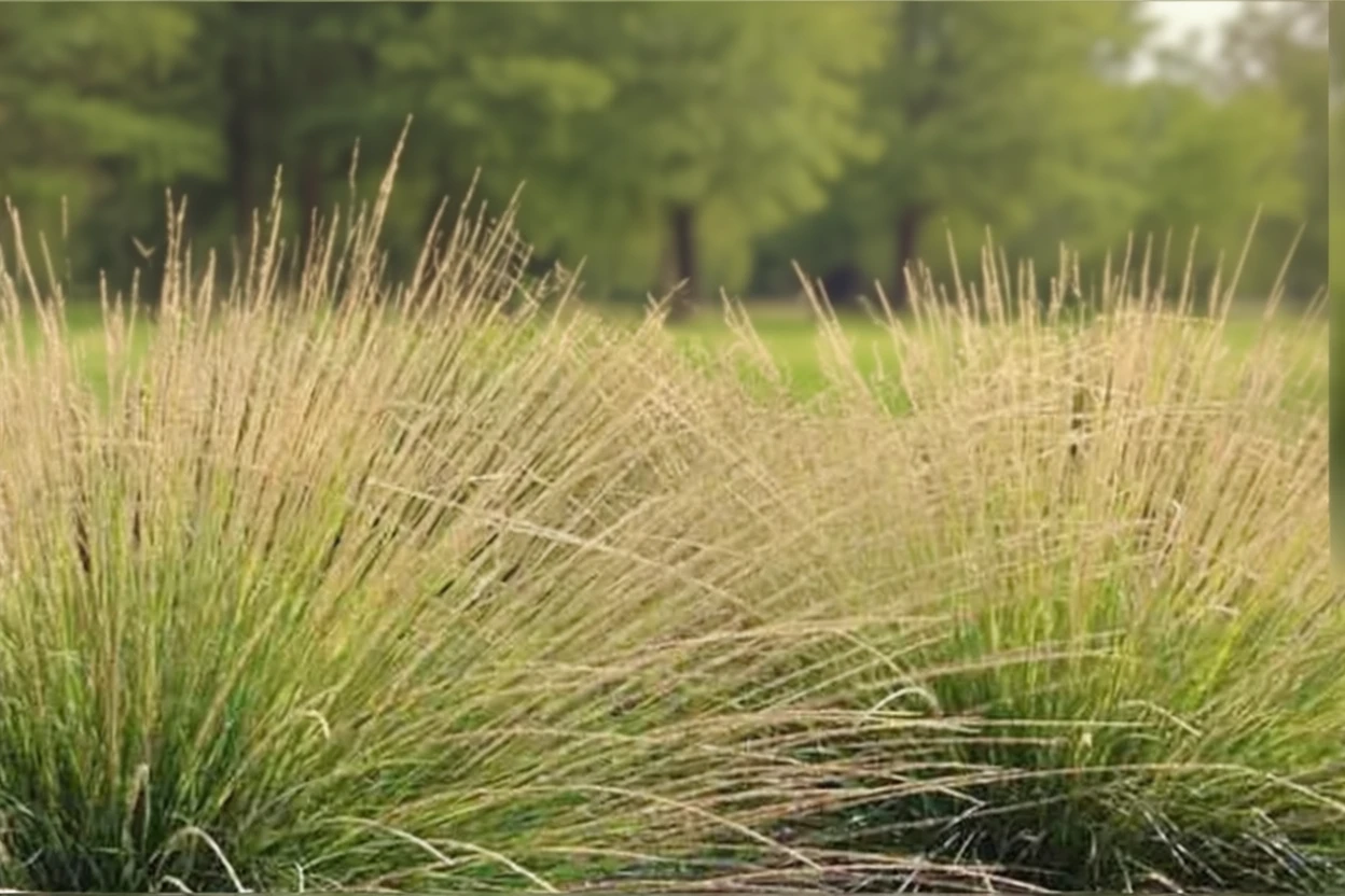 Ситник розлогий