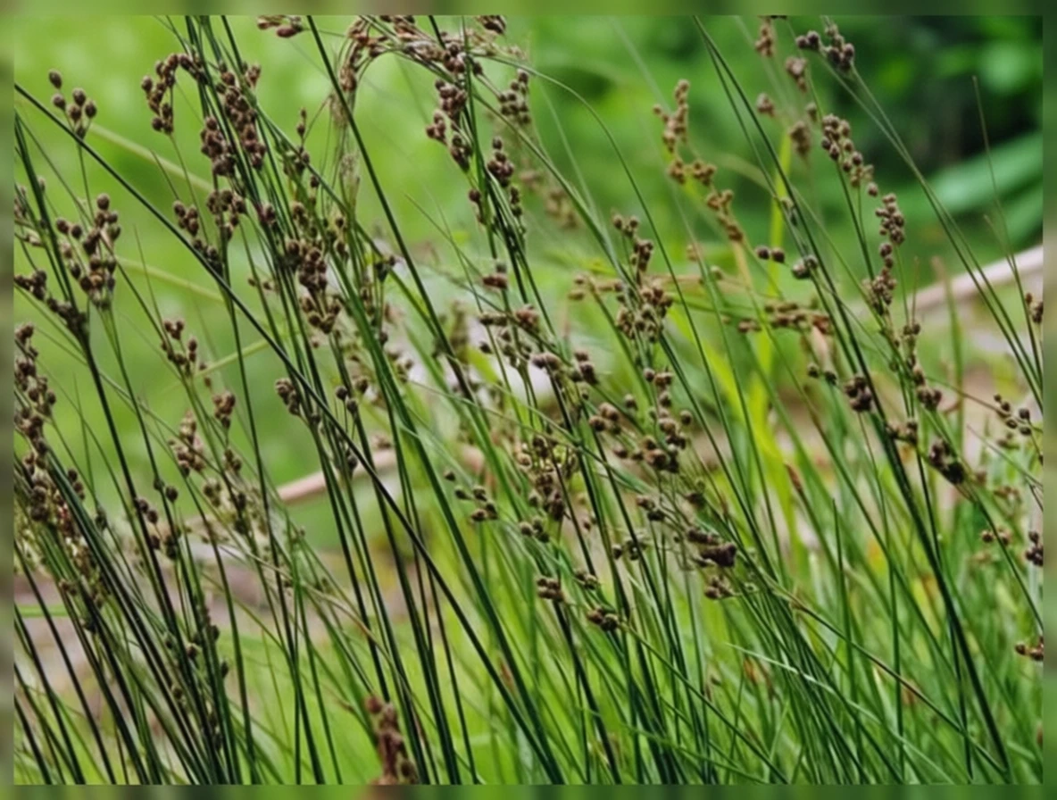 Ситник сизий / Juncus inflexus