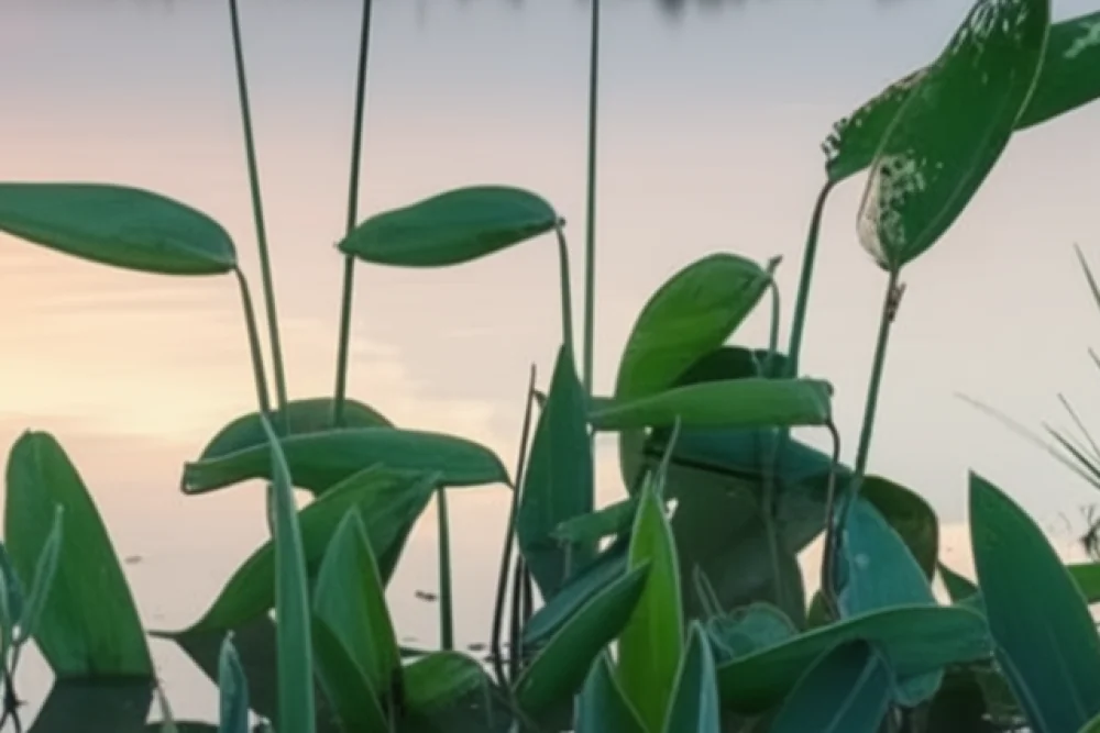 Талія білувата / Thalia dealbata