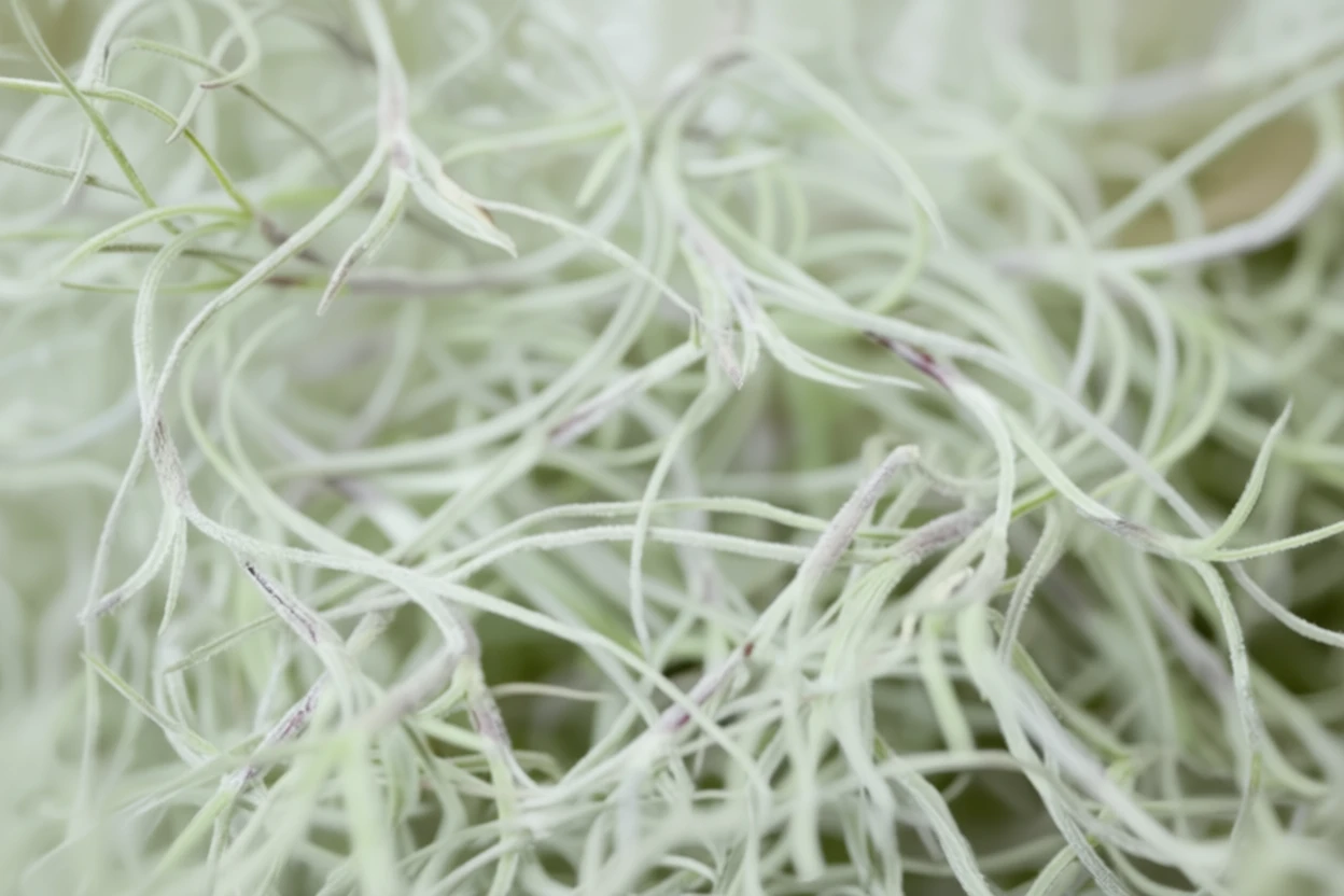 Тілландсія уснеподібна