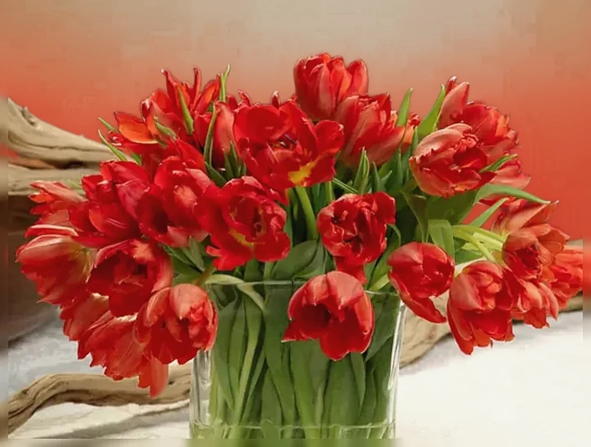 Тюльпан Абба