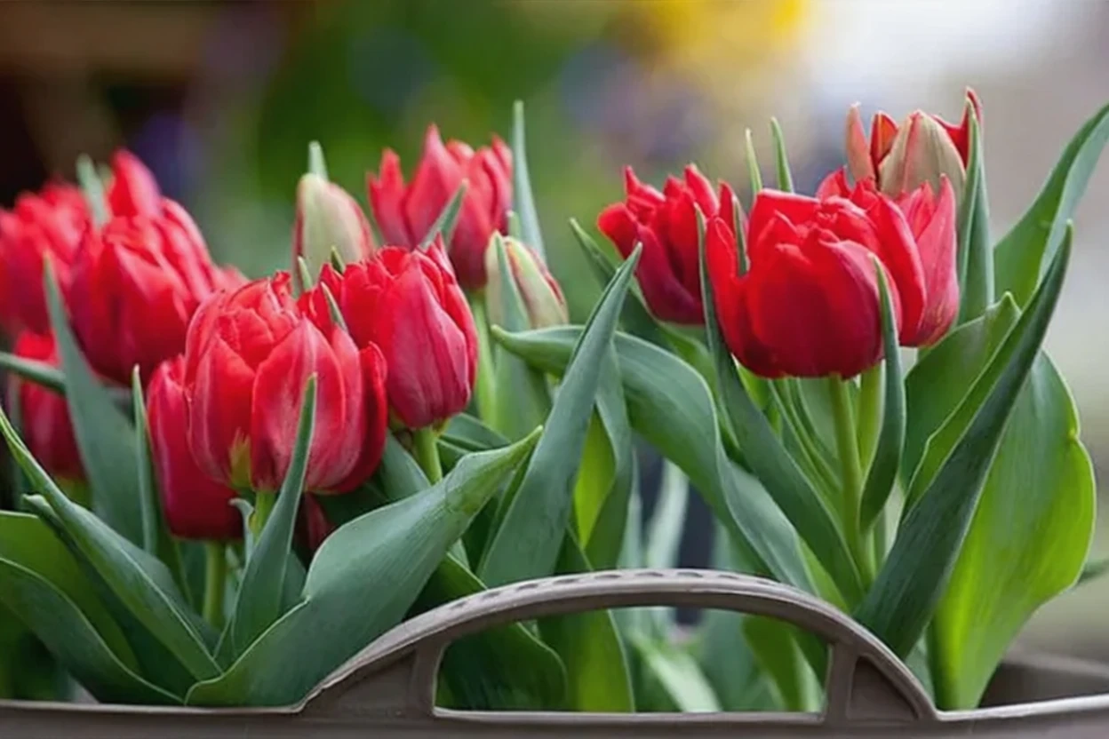 Тюльпан Абба