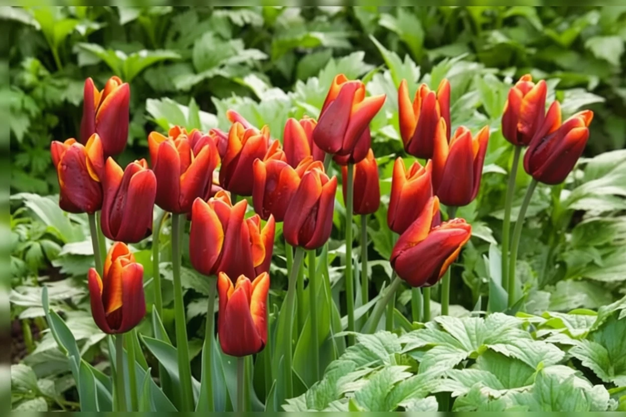 Тюльпан Абу Хассан / Tulipa Abu Hassan