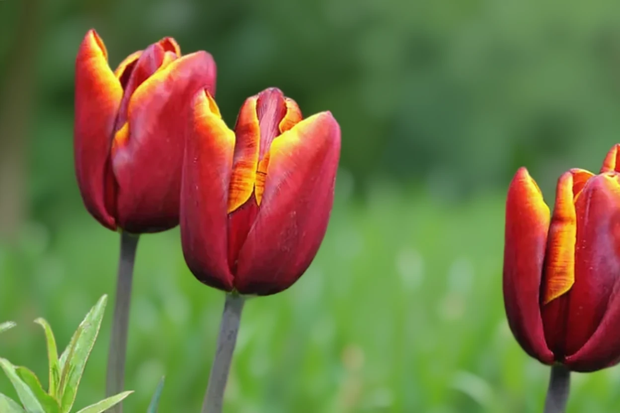 Тюльпан Абу Хассан