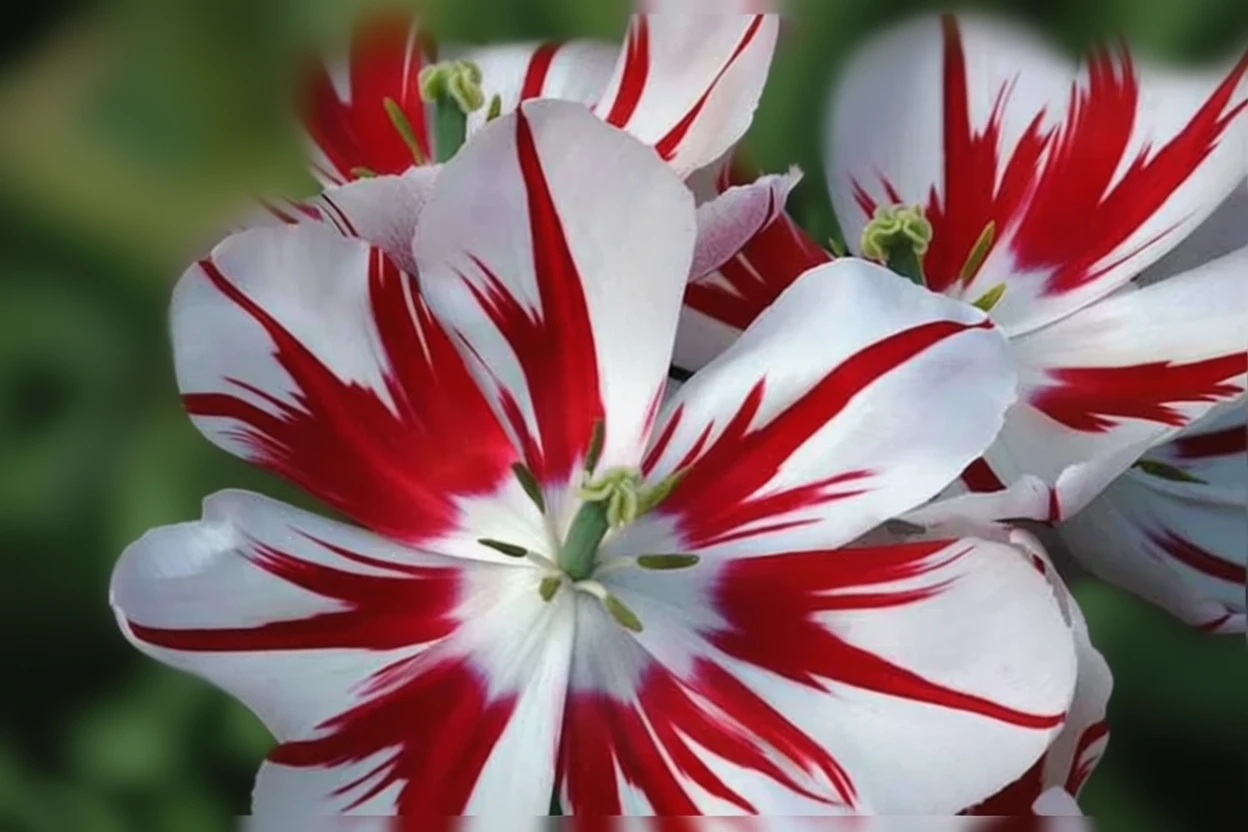 Тюльпан Айс Фолліс / Tulipa Ice Follies