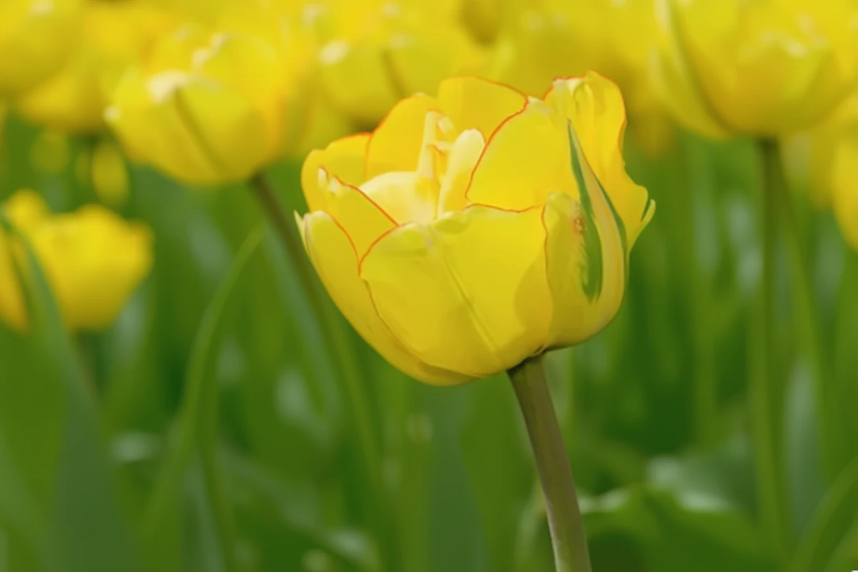 Тюльпан Акебоно / Tulipa Akebono