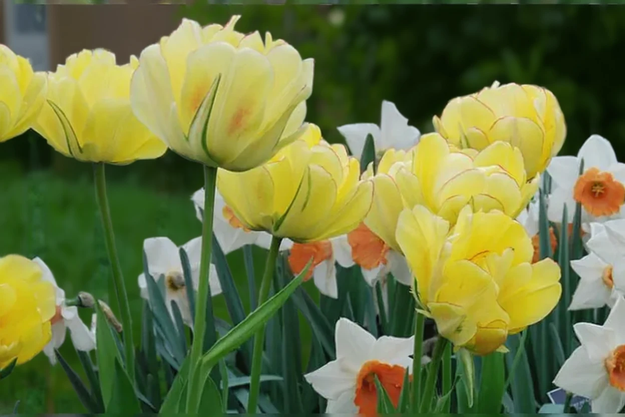 Тюльпан Акебоно