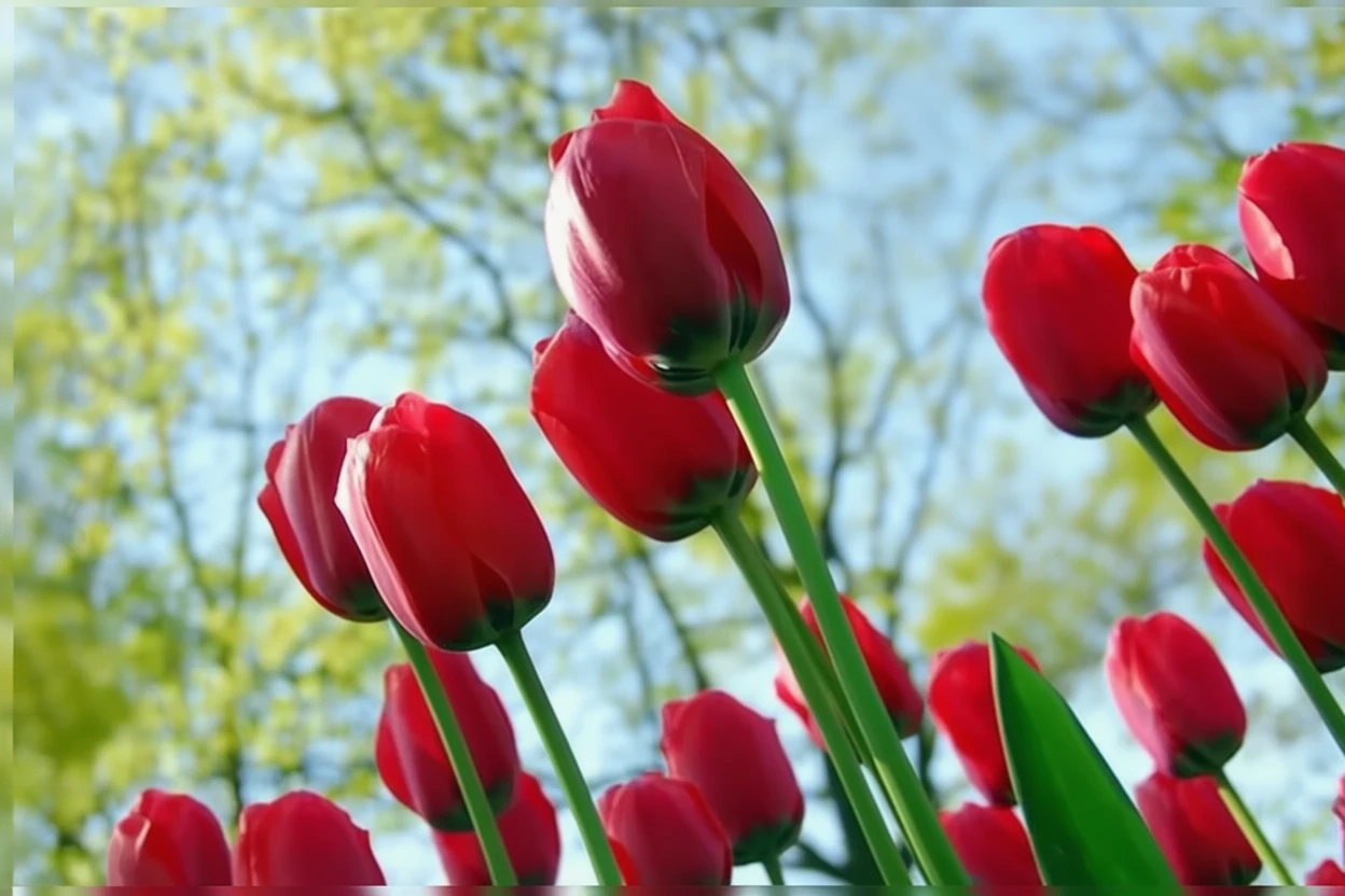 Тюльпан Акрополіс / Tulipa Acropolis