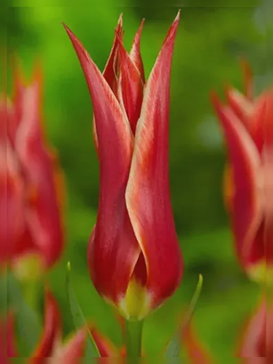 Тюльпан Аладдін