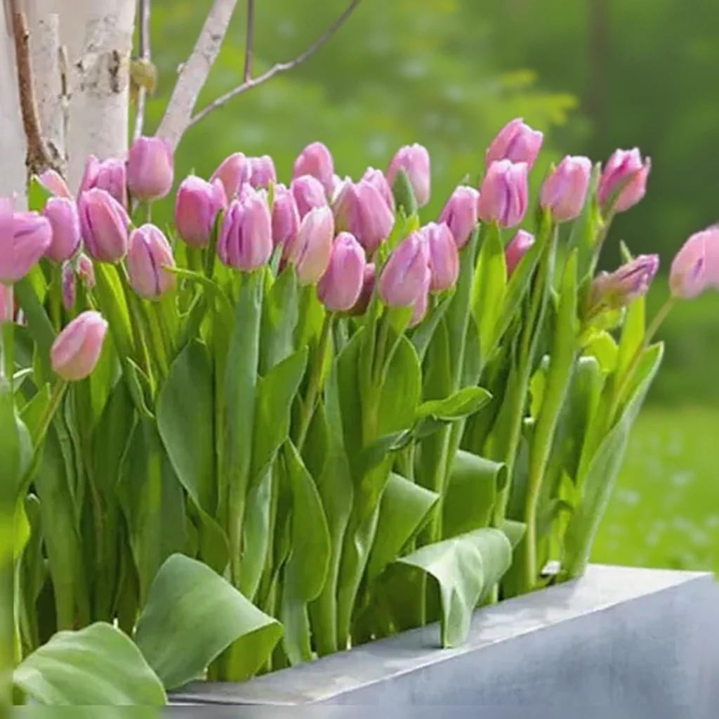 Тюльпан Алібі