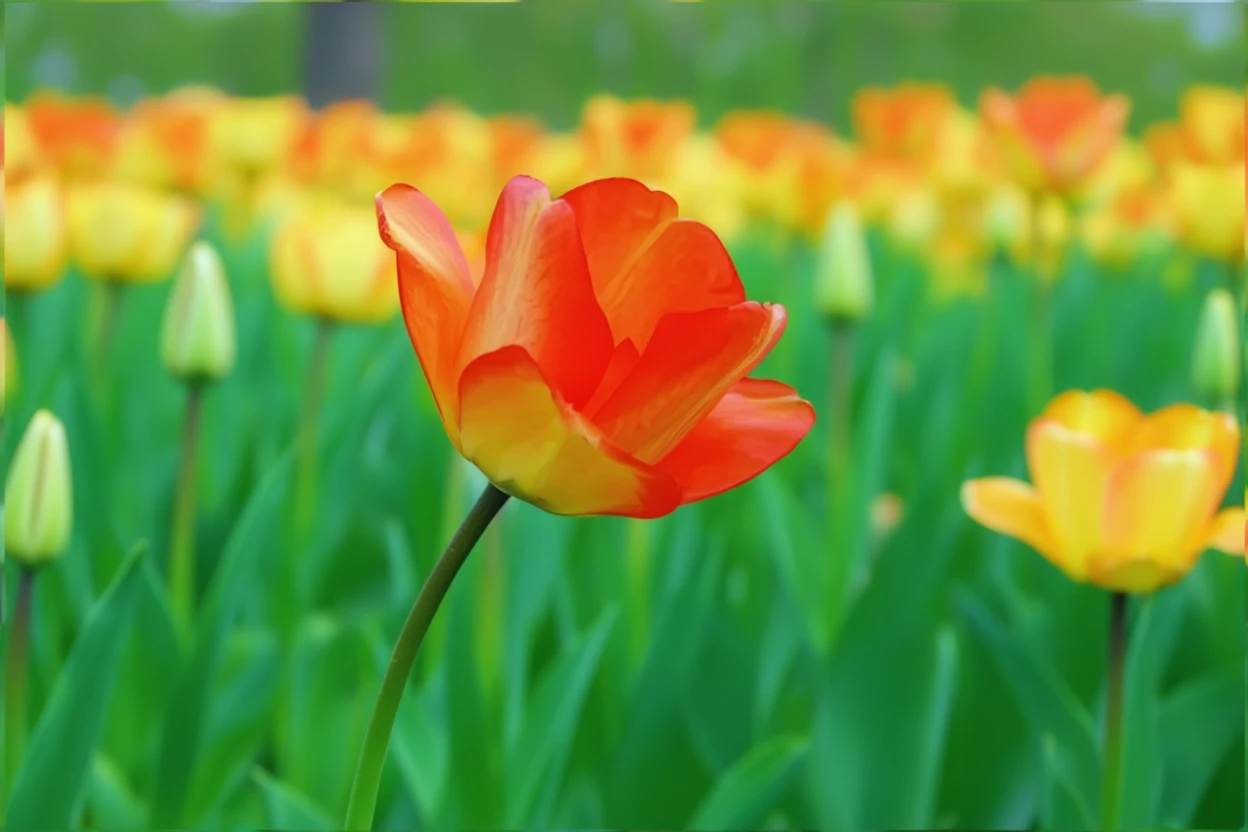 Тюльпан Американ Дрім / Tulipa American Dream