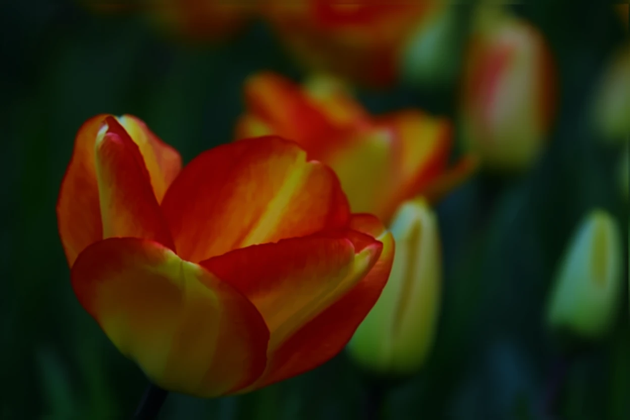 Тюльпан Американ Дрім