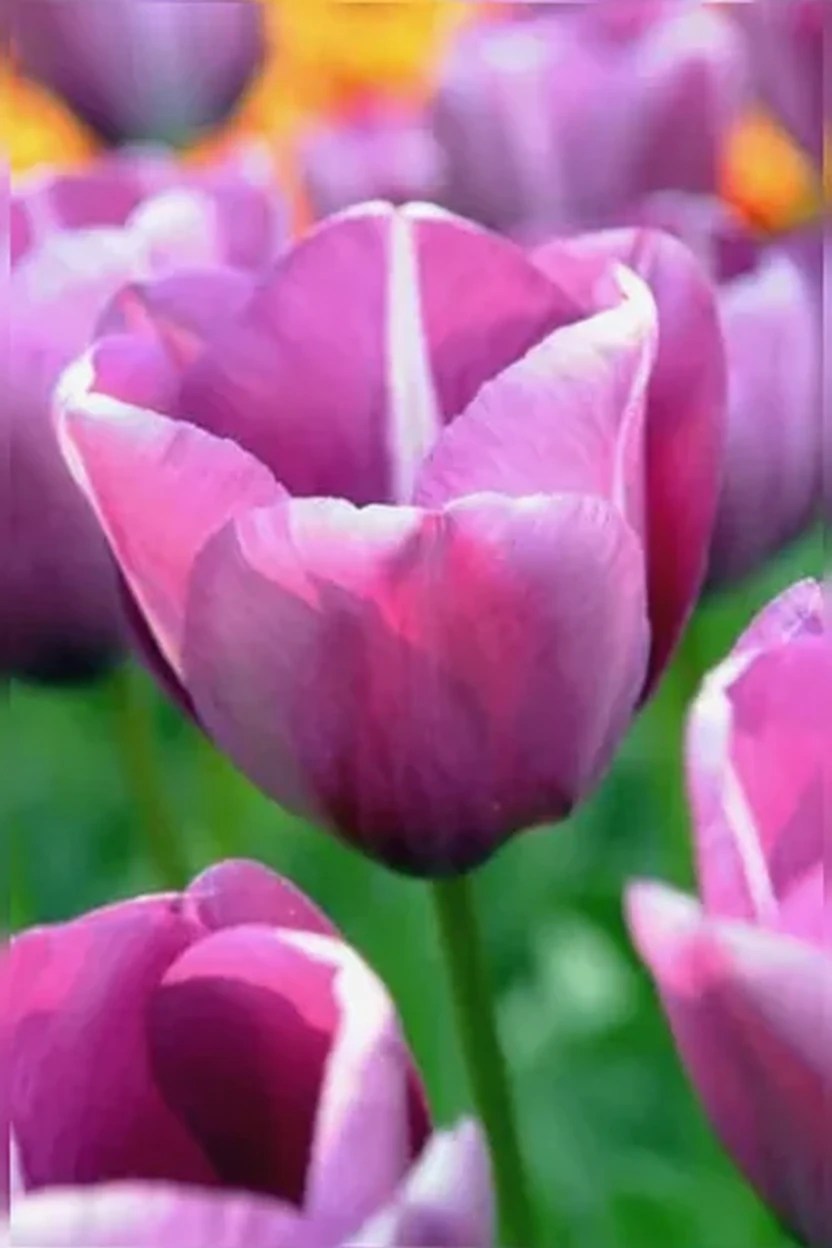 Тюльпан Андре Ріє / Tulipa Andre Rieu