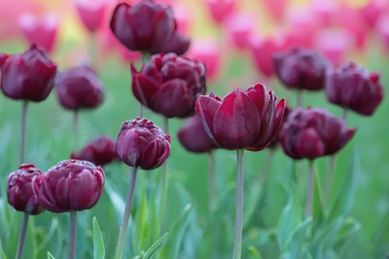 Тюльпан Анкл Том