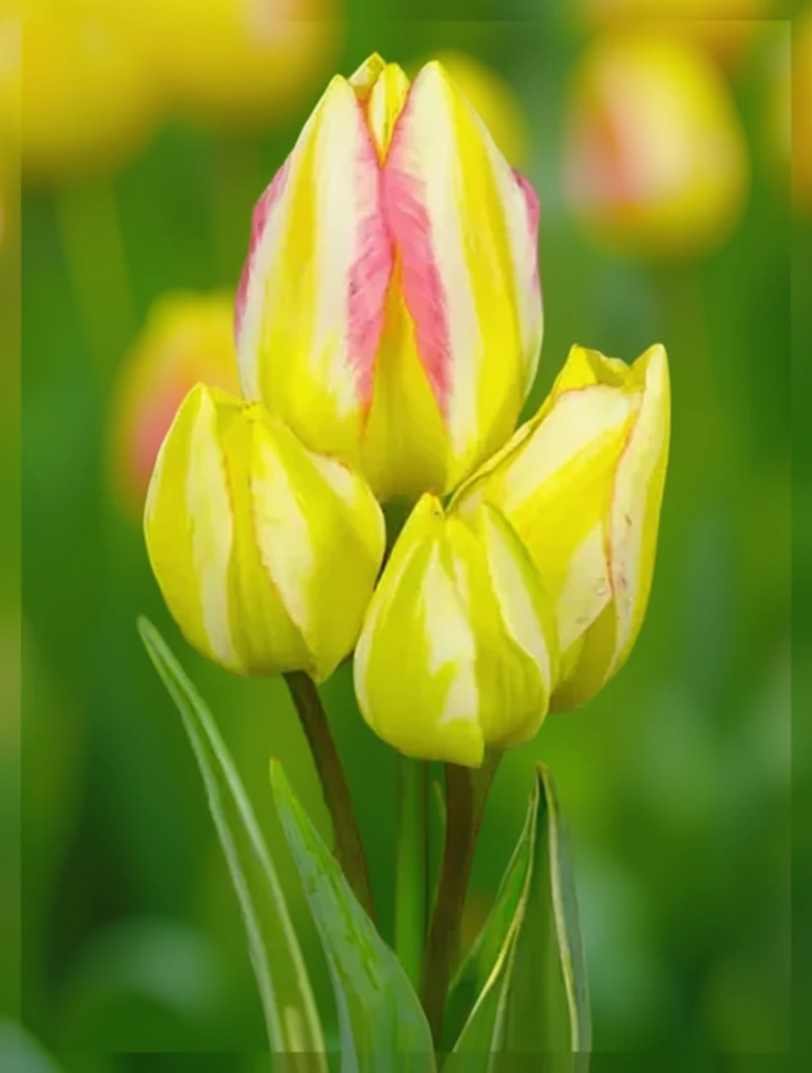 Тюльпан Антуанетт