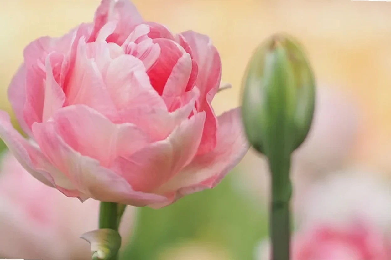 Тюльпан Анжеліка