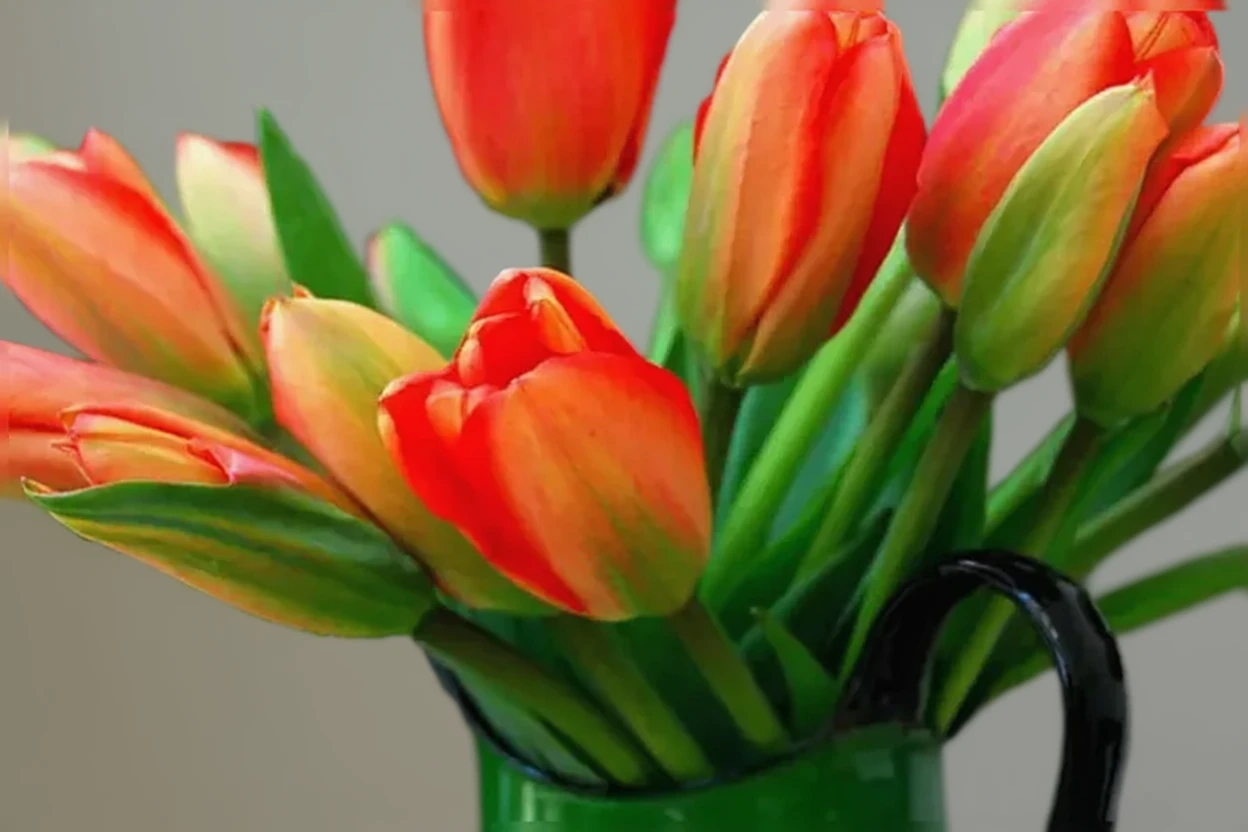 Тюльпан Апелдорн