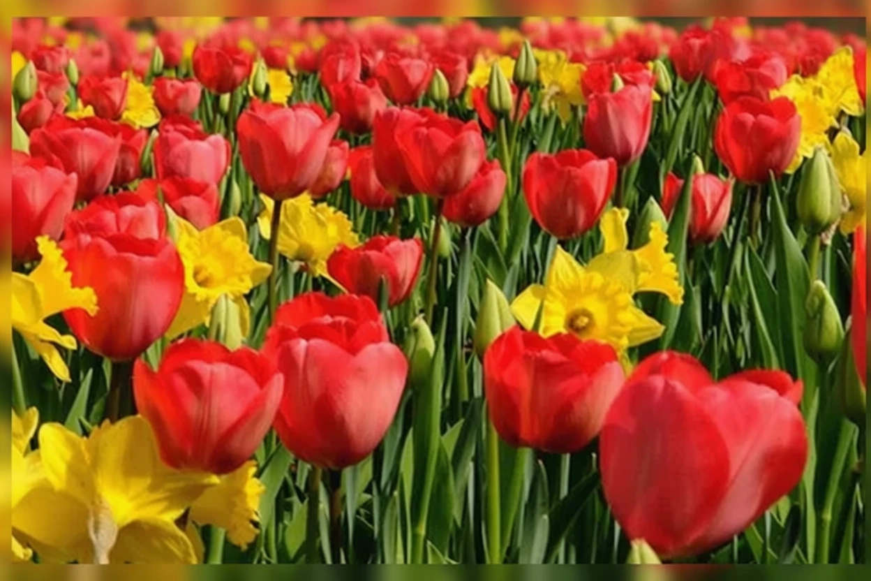 Тюльпан Апелдорн