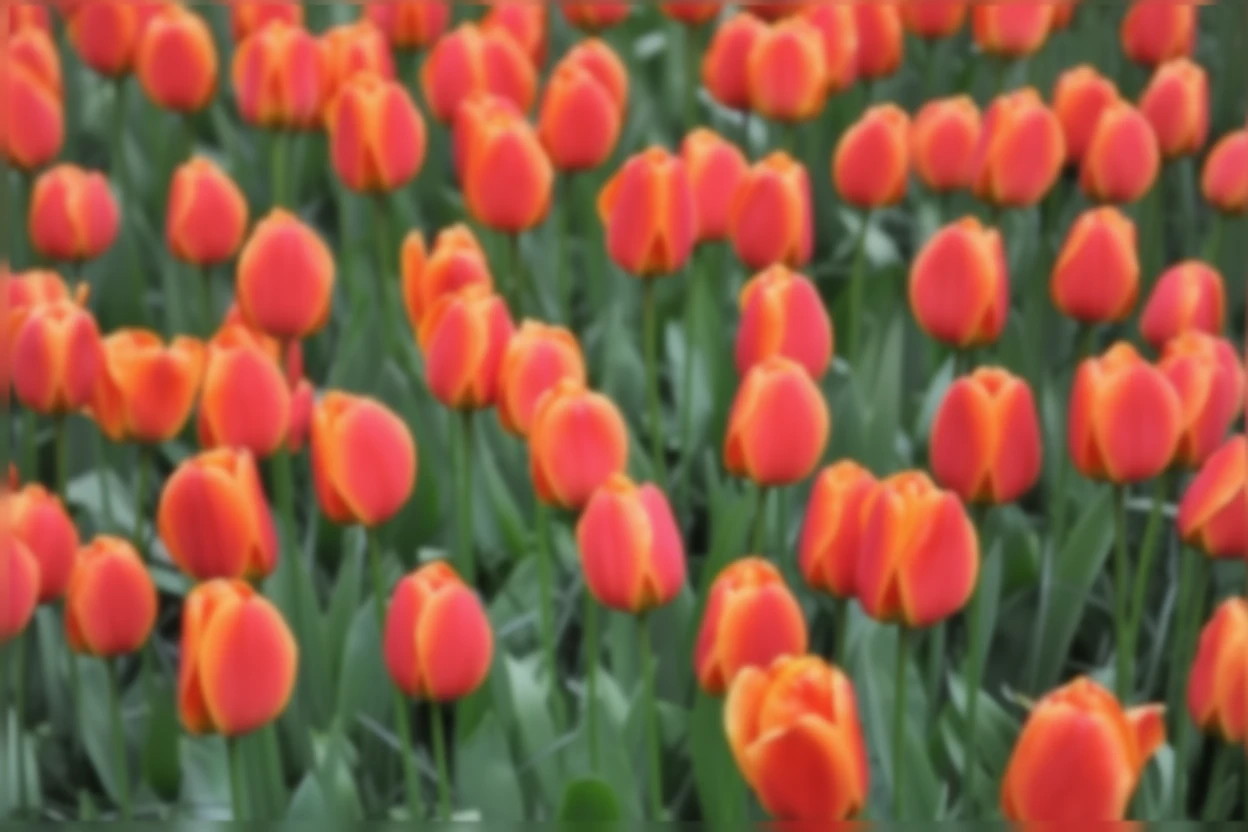 Тюльпан Апелдорнс Еліт