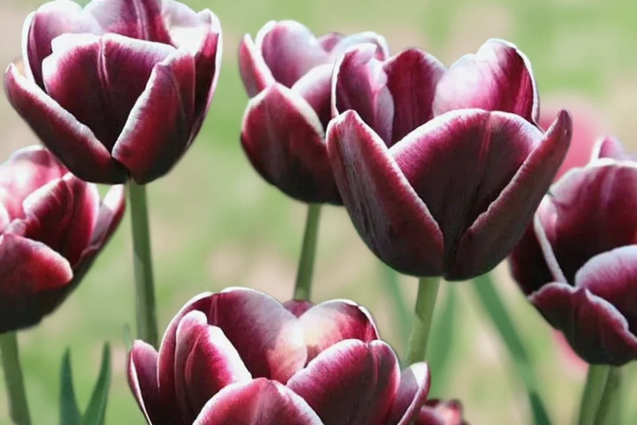 Тюльпан Арабіан Містері / Tulipa Arabian Mystery