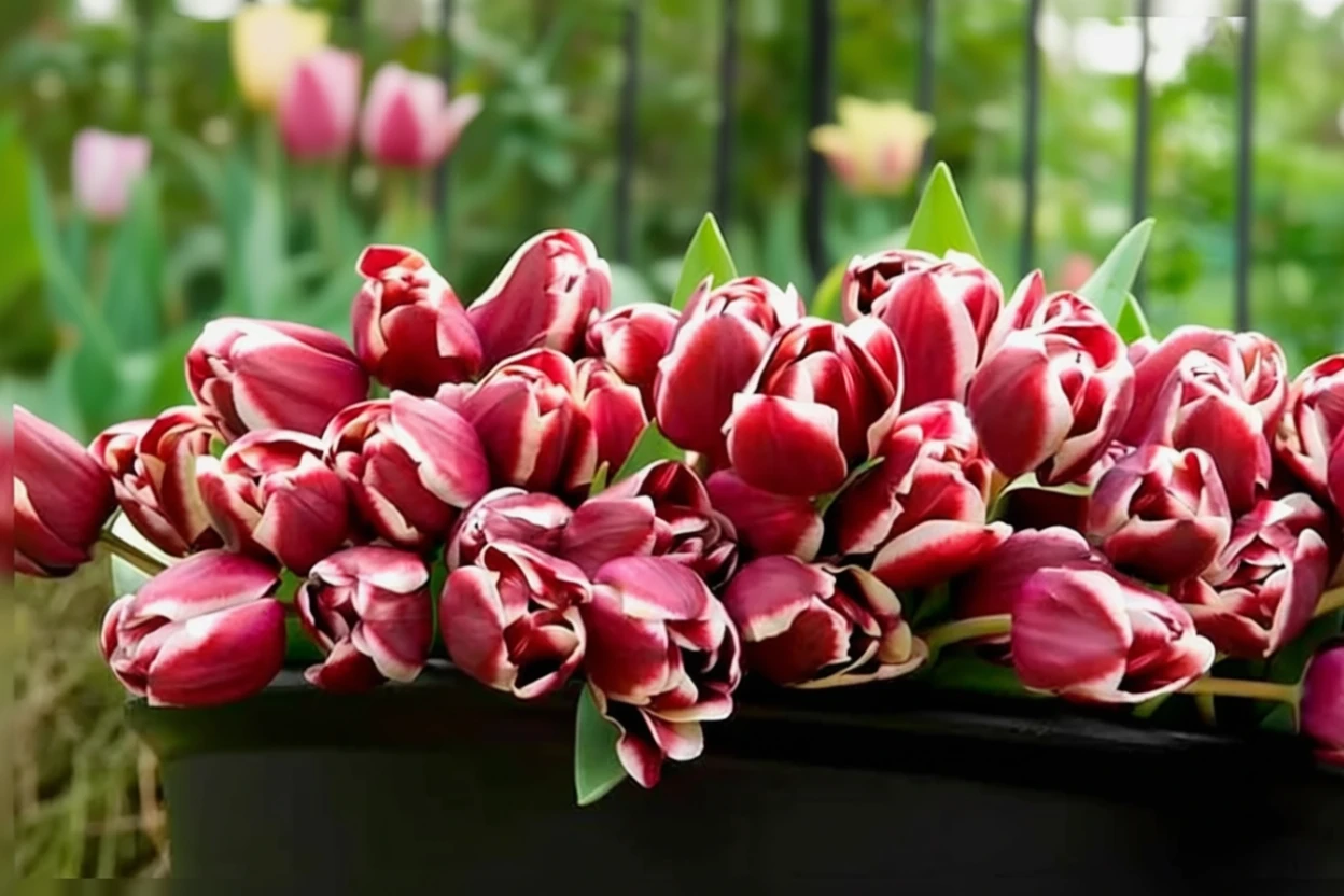 Тюльпан Арабіан Містері