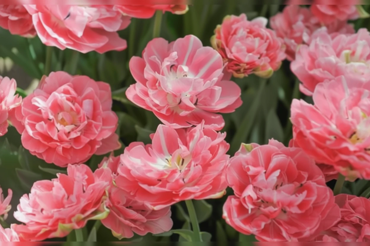 Тюльпан Авейрон / Tulipa Aveyron