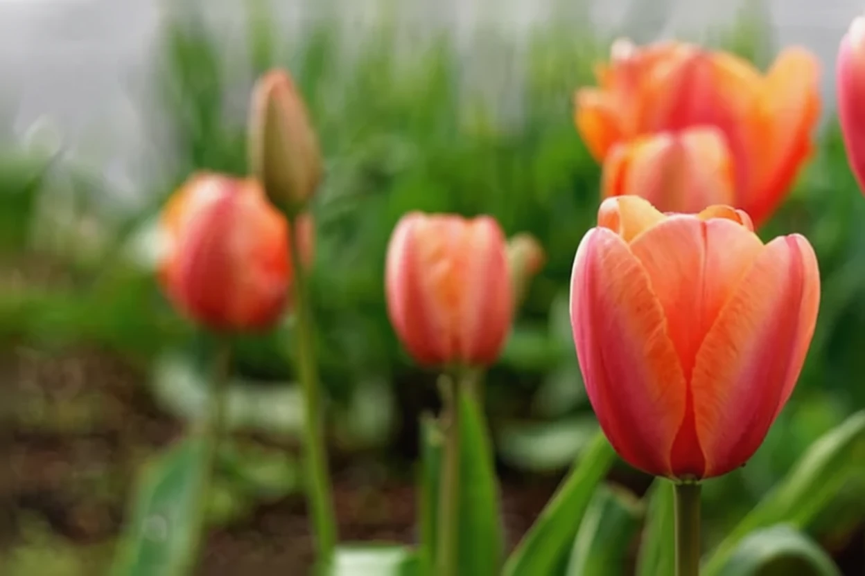 Тюльпан Авіньйон / Tulipa Avignon