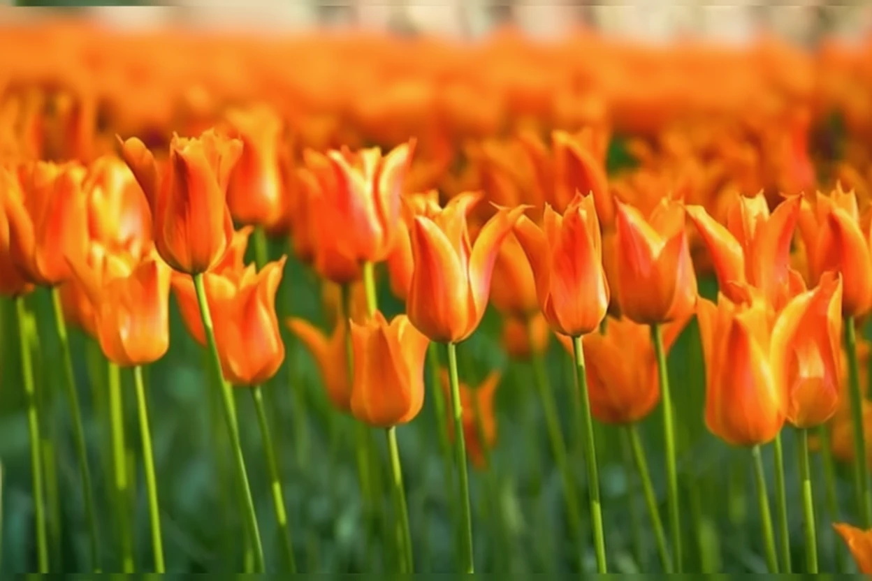 Тюльпан Балерина / Tulipa Ballerina